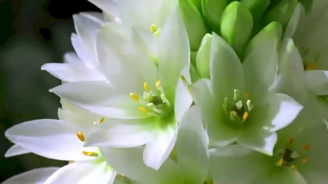 Видео распускание цветка
