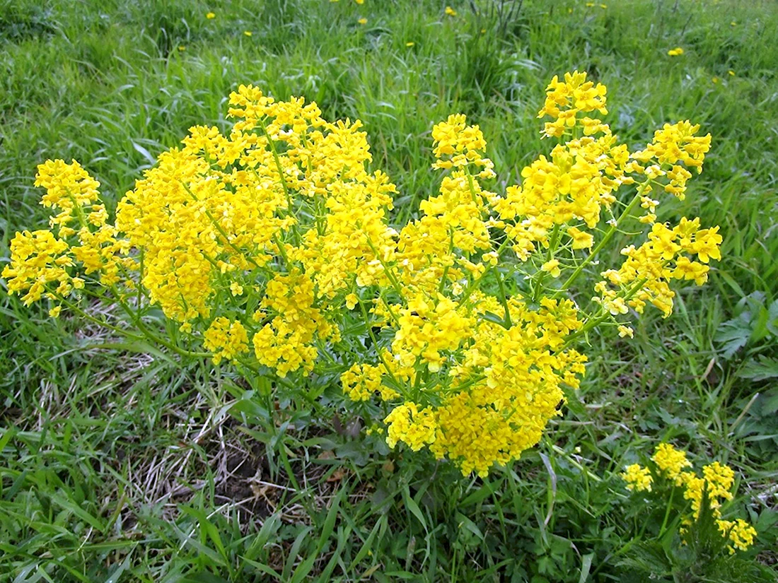 Витекс желтый полевой цветок