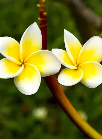Yellow Frangipani Flower