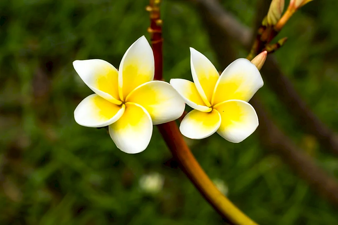 Yellow Frangipani Flower