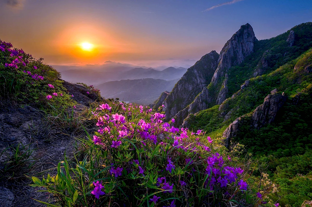 Закат горы цветы