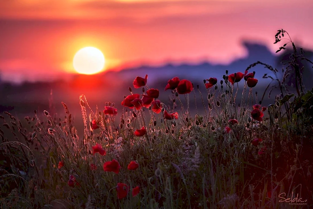 Закат поле цветы