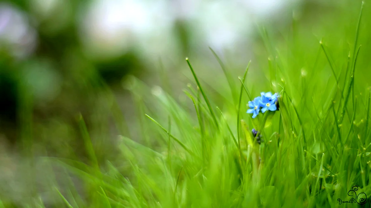 Зеленая трава и цветы