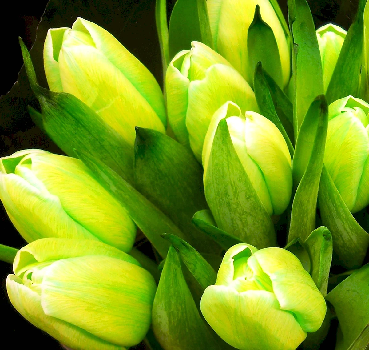 Зеленые тюльпаны