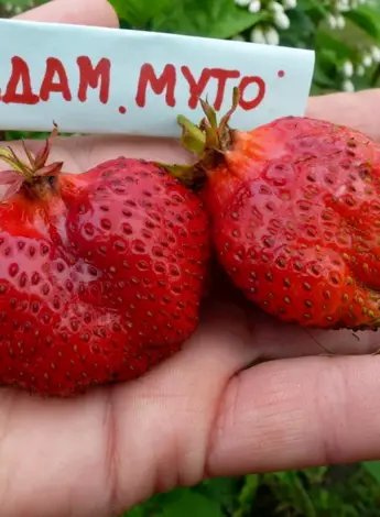 Земляника сорт мадам Муто