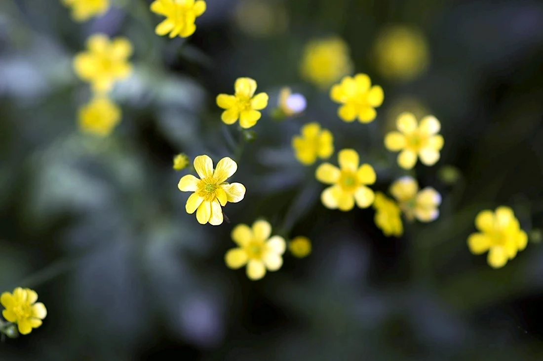 Желтенькие мелкие цветочки