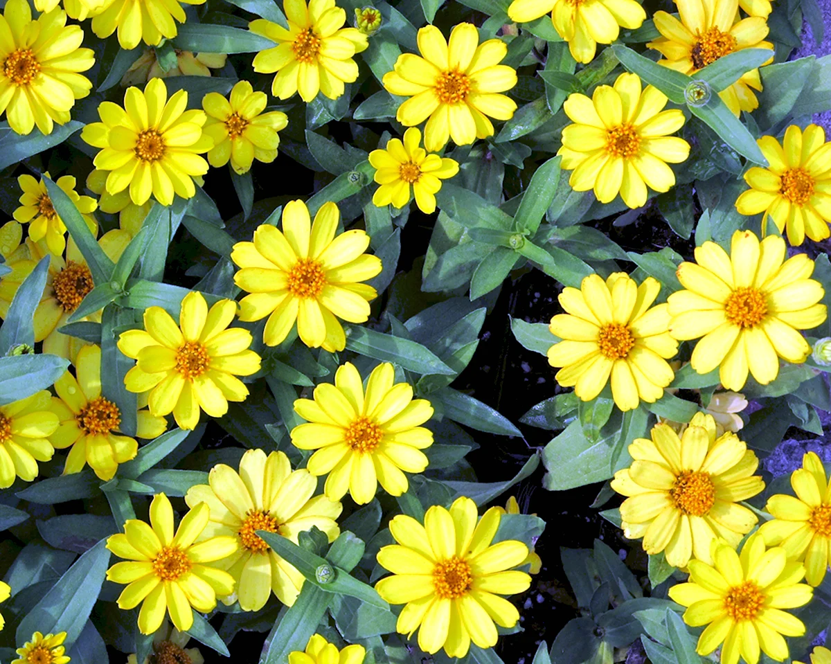Желтенькие цветочки однолетки