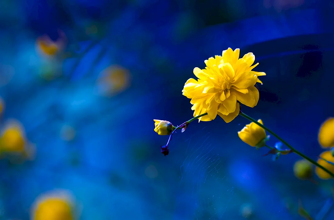 Желто голубые цветы