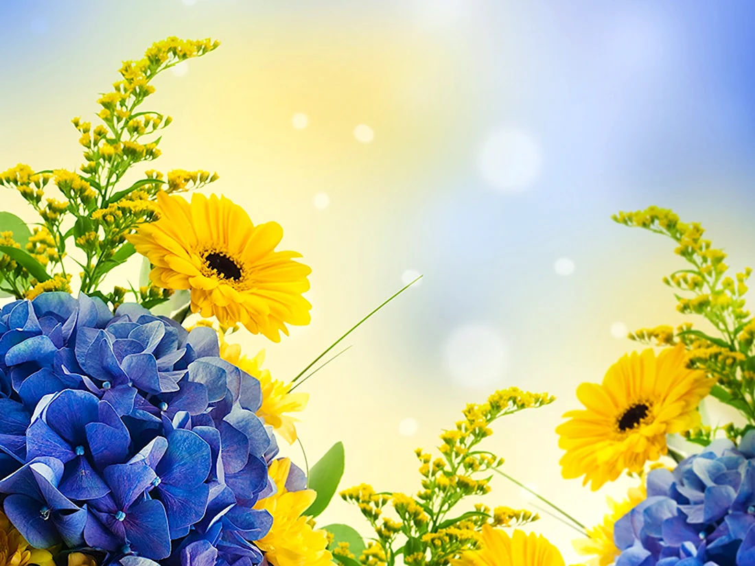 Желто голубые цветы