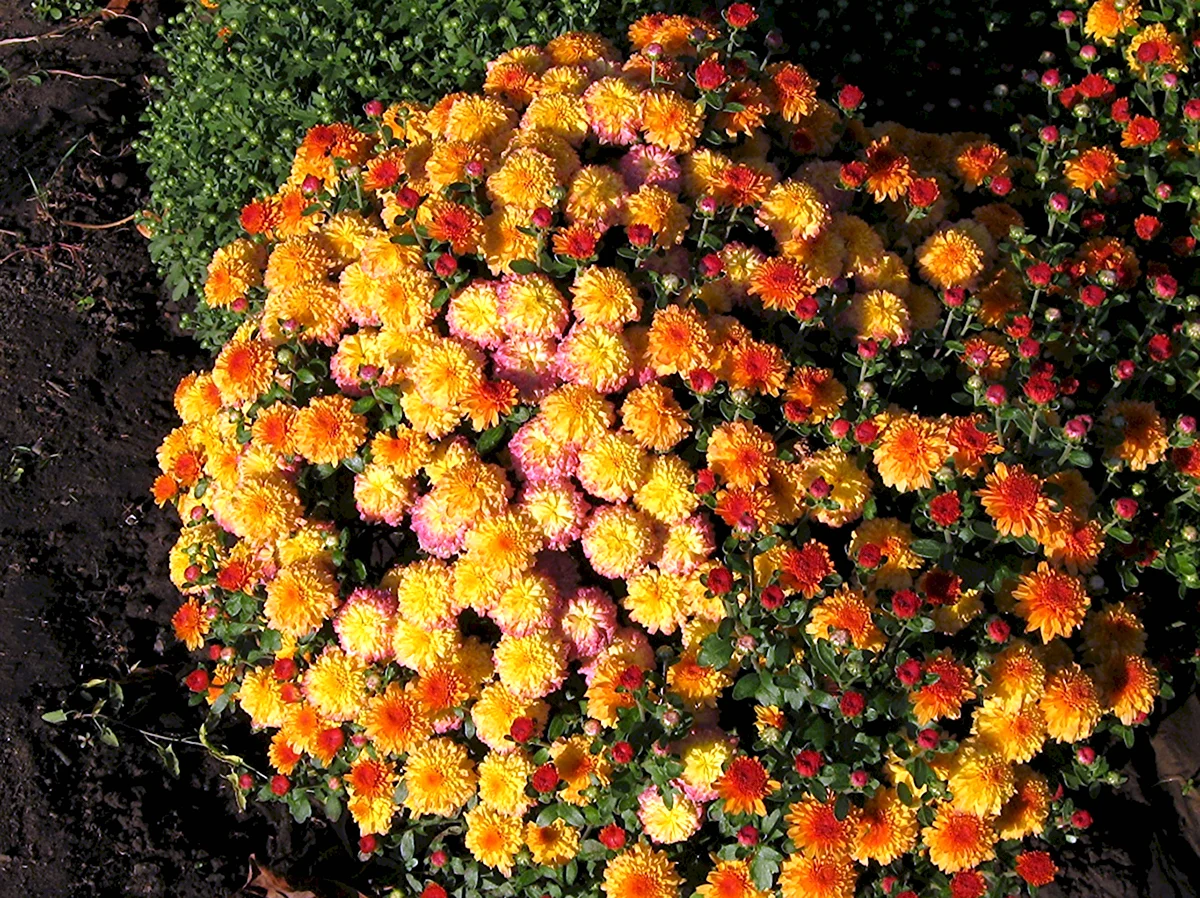 Желто оранжевая Хризантема мультифлора