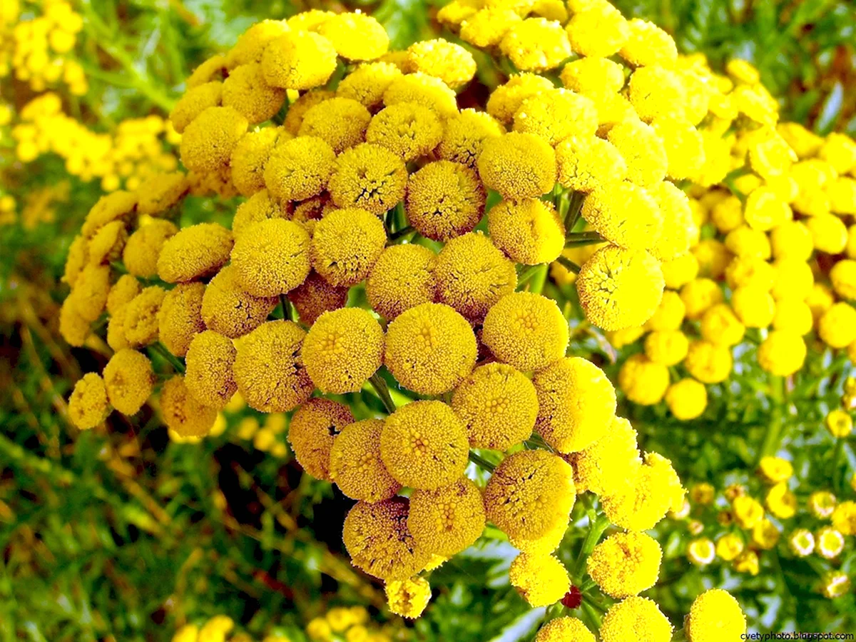 Желтые круглые цветы