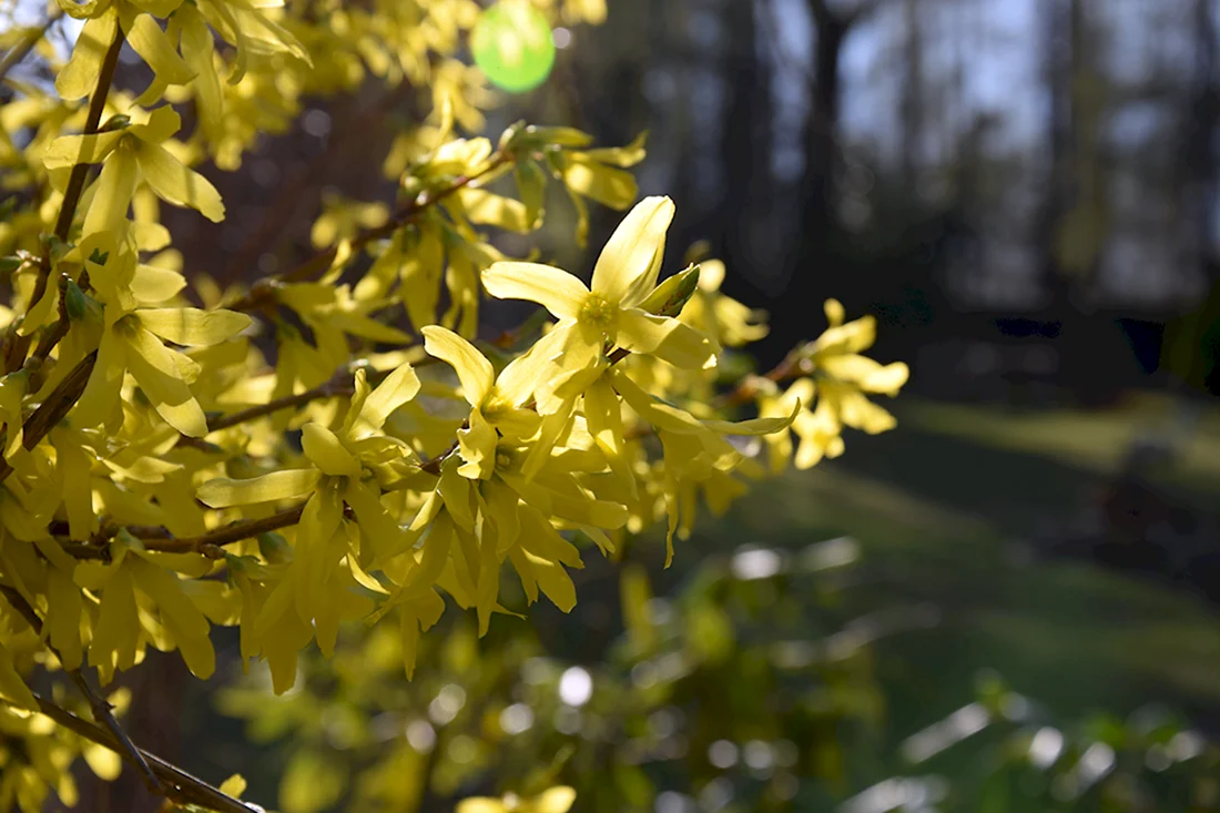 Желтые кустарники цветущие весной