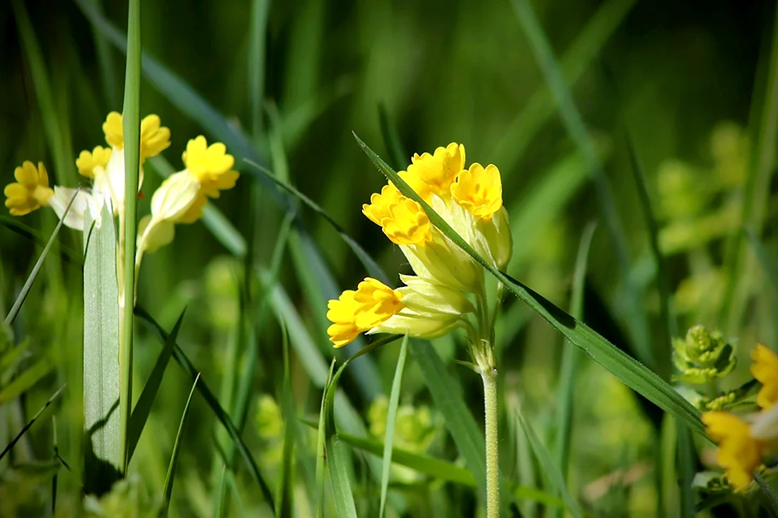 Желтые луговые первоцветы
