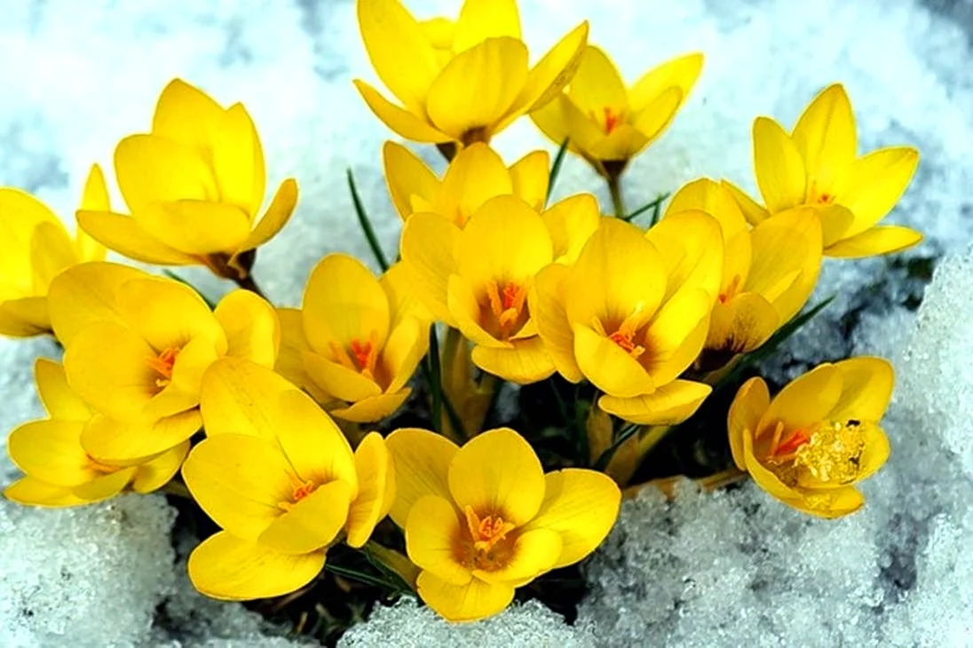 Желтые первоцветы крокусы