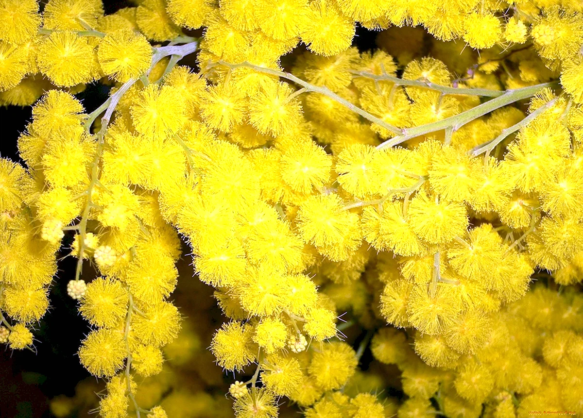 Желтые пушистые цветочки