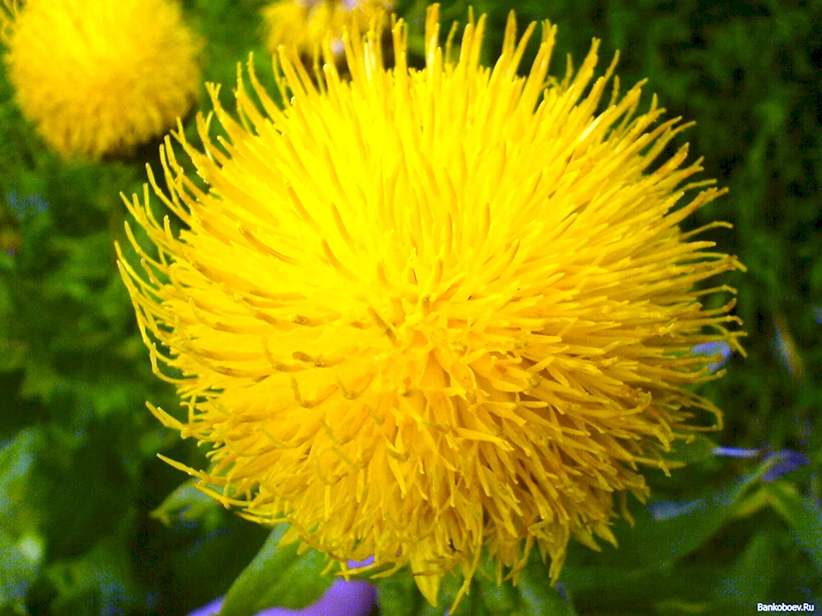 Желтые пушистые цветы