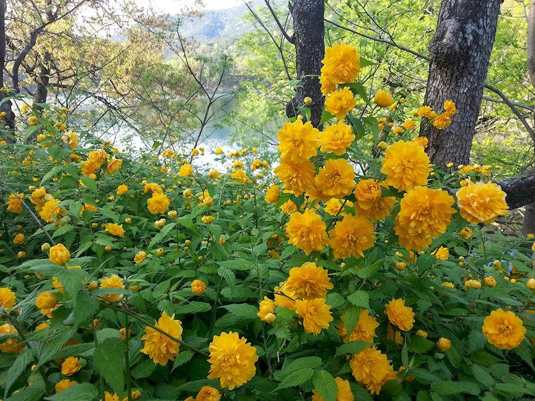 Желтые цветы Кольский