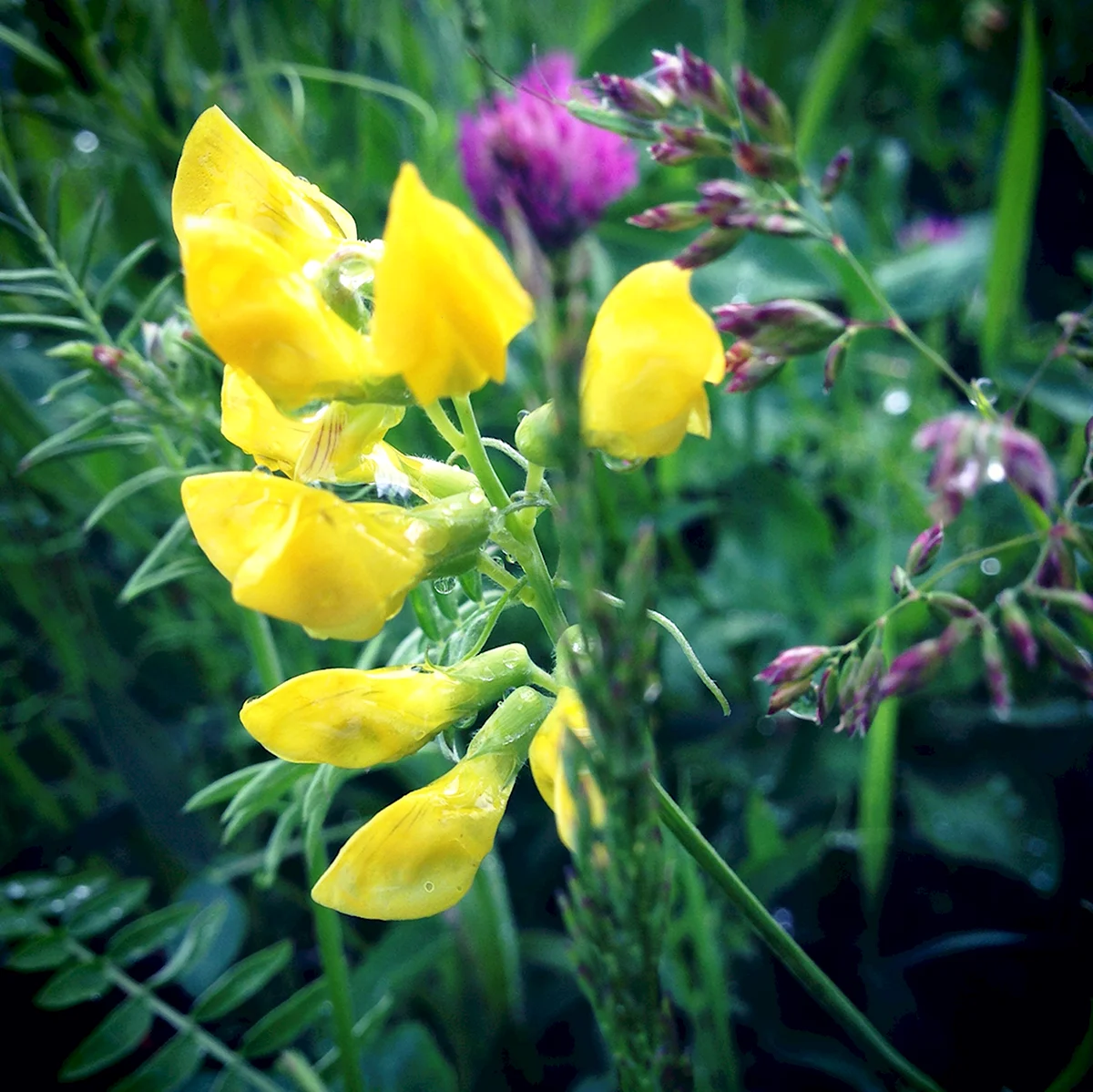 Желтые цветы мышиный горошек