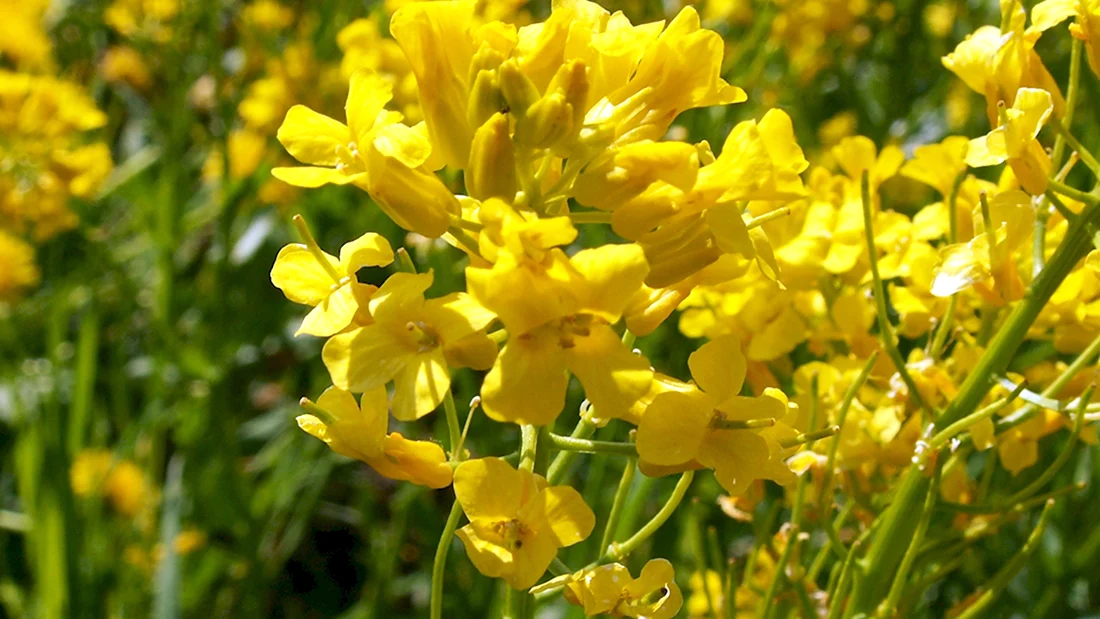 Желтые цветы с медовым запахом