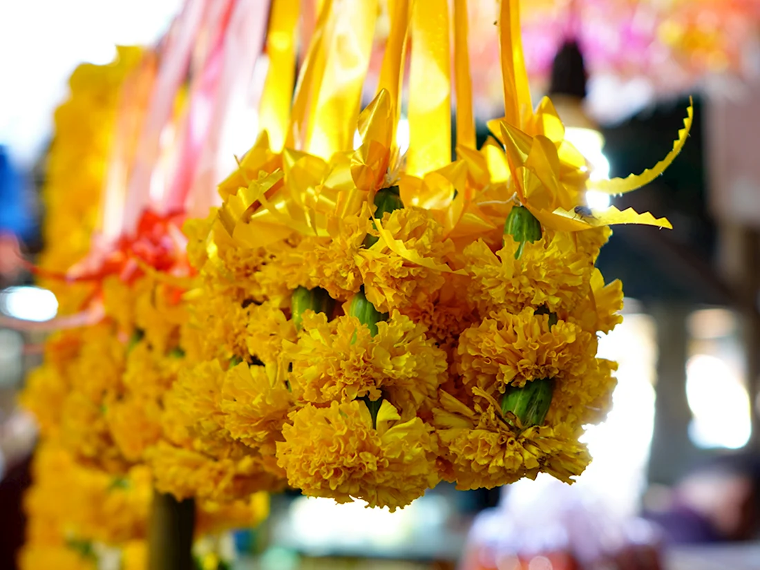 Желтые цветы Тайланда