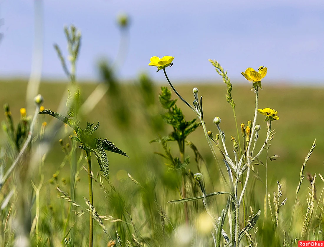 Желтые цветы травянистые Крым