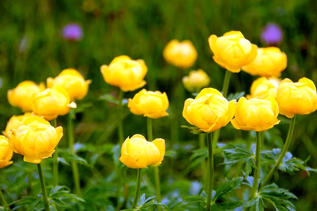 Желтые цветы Урала полевые