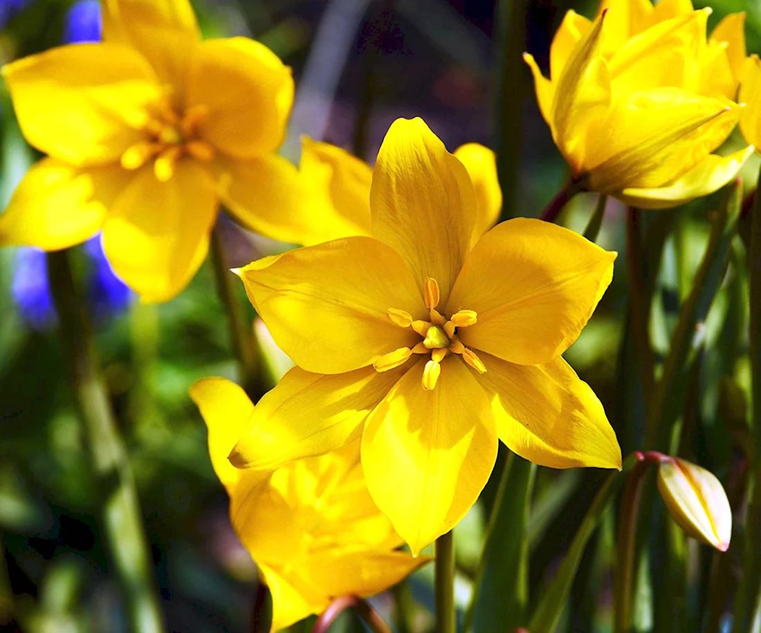 Желтые цветы весной