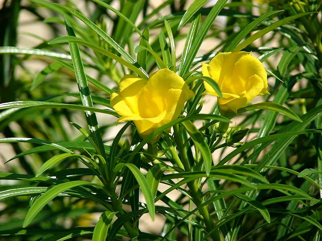 Желтый Олеандр Thevetia peruviana