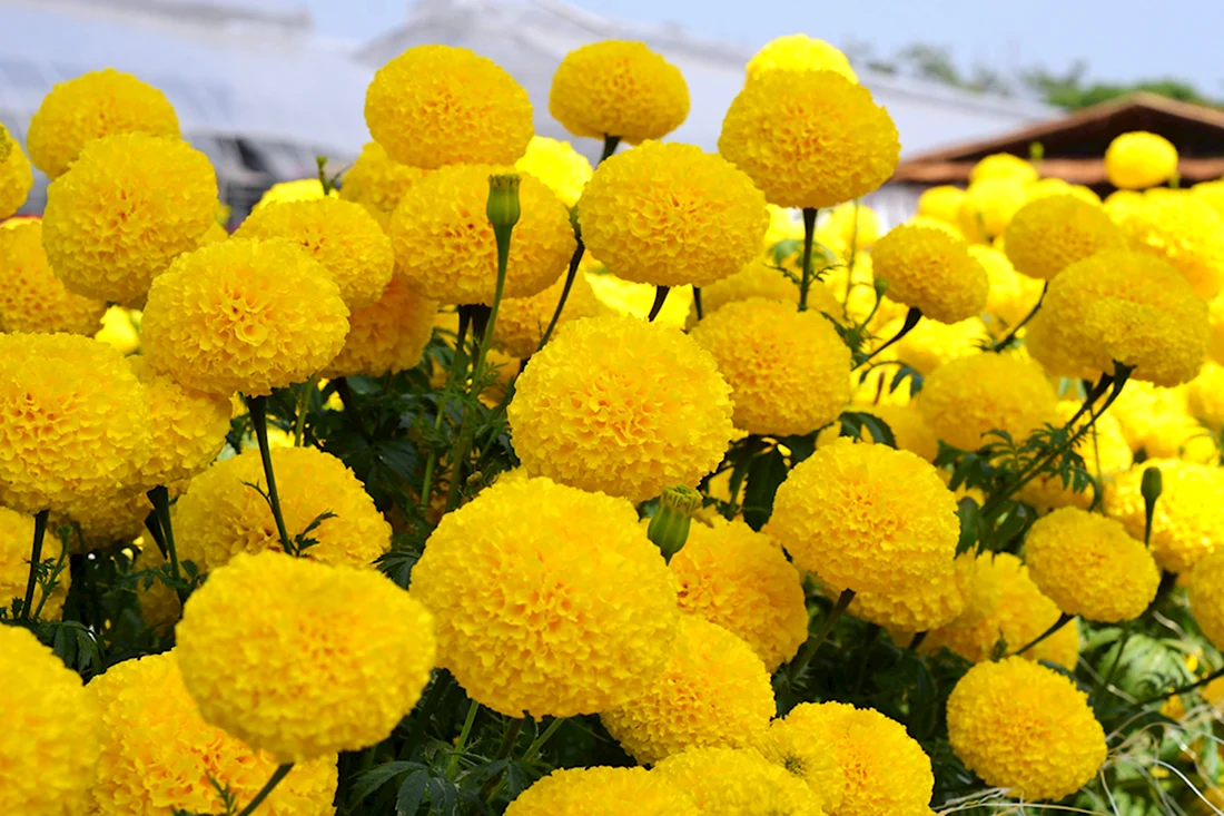 Желтый цветок 2022