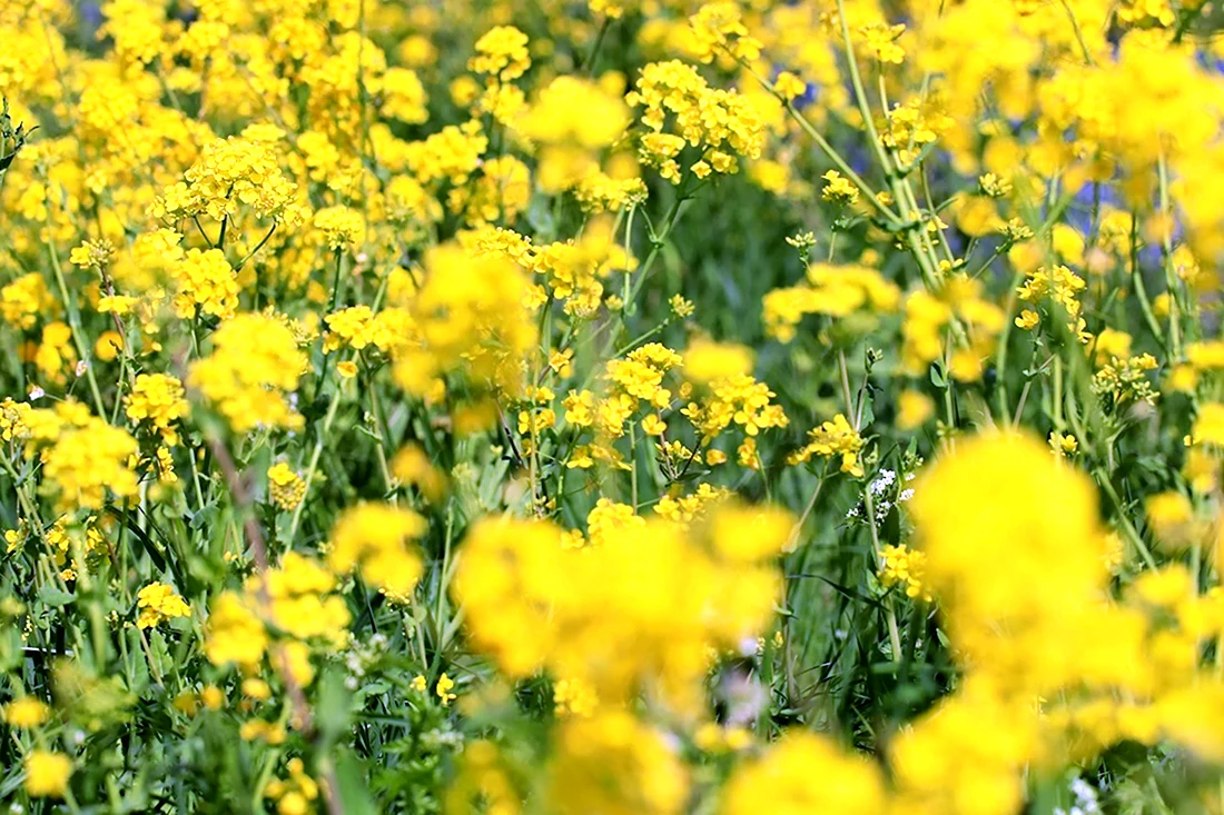 Желтый цветок полевой рапс