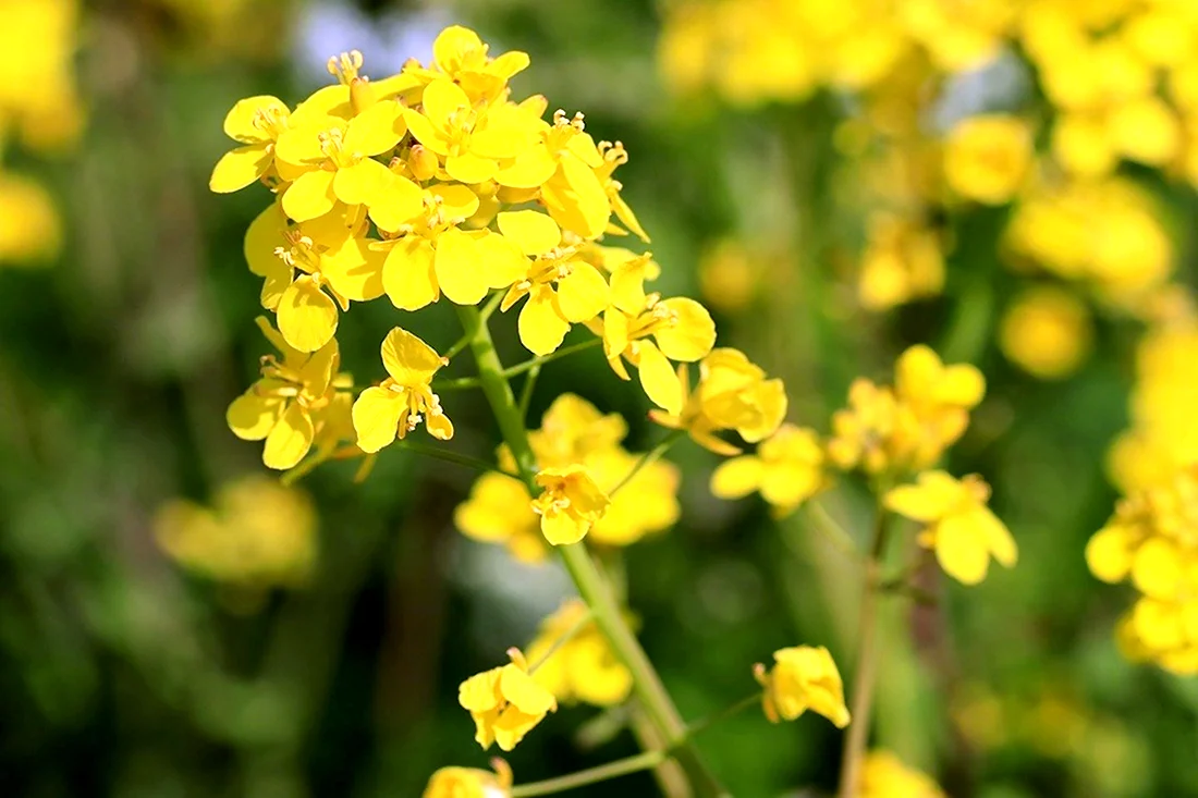 Желтый зонтичный цветок полевой