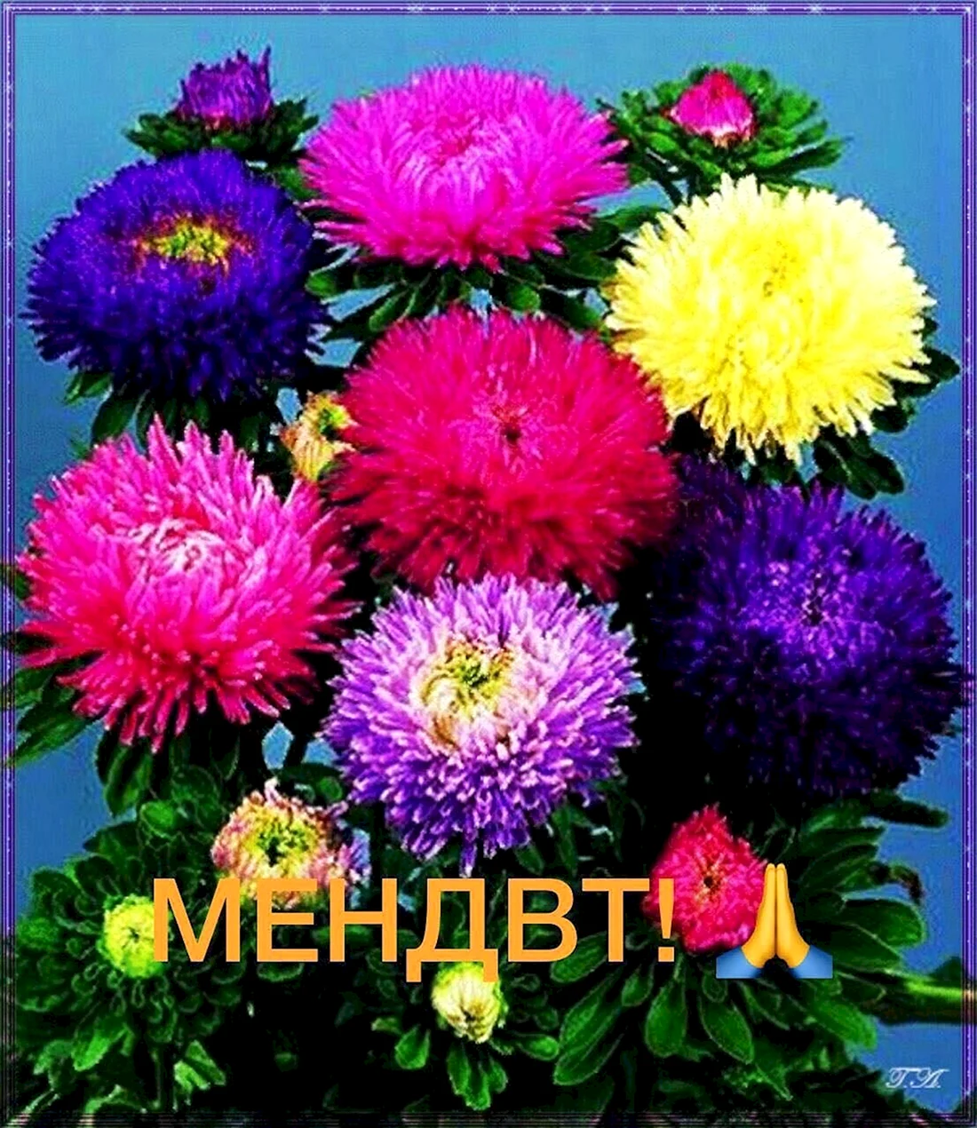Астра однолетняя каллистефус