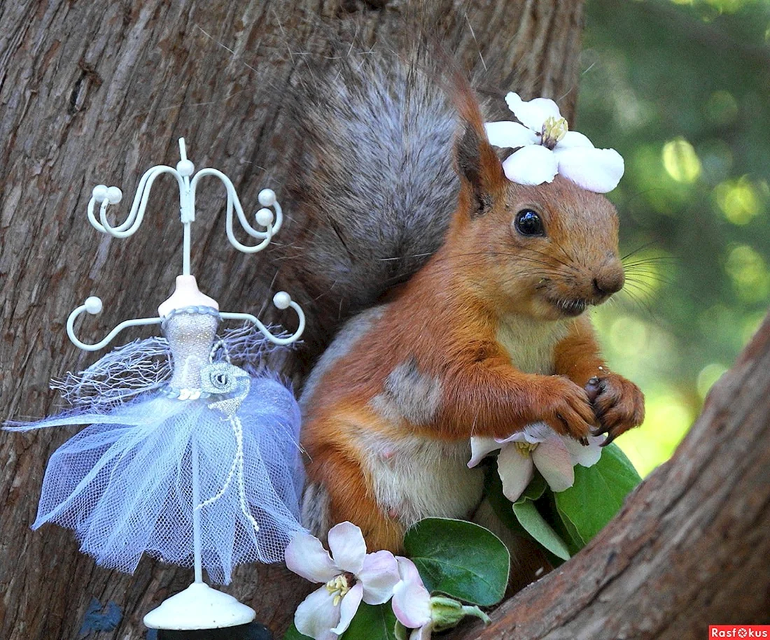Белка