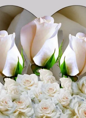 Букет белых роз открытка