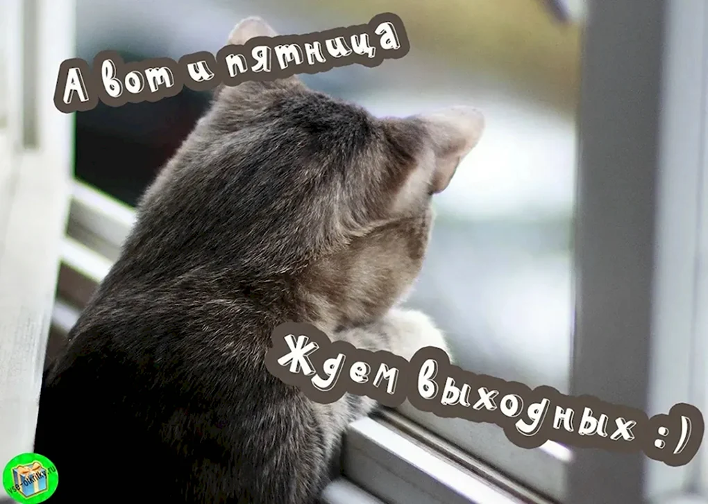 Доброе дождливое утро пятницы
