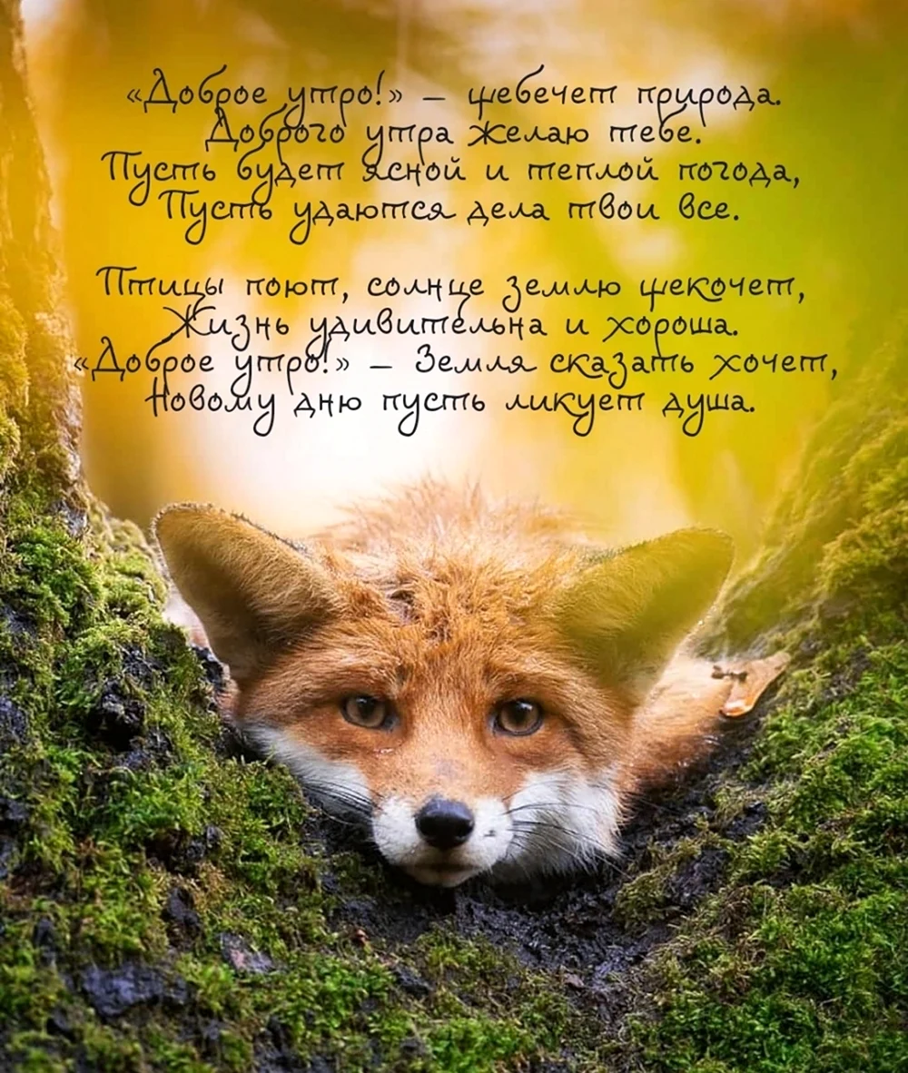 Доброе утро Лисичка