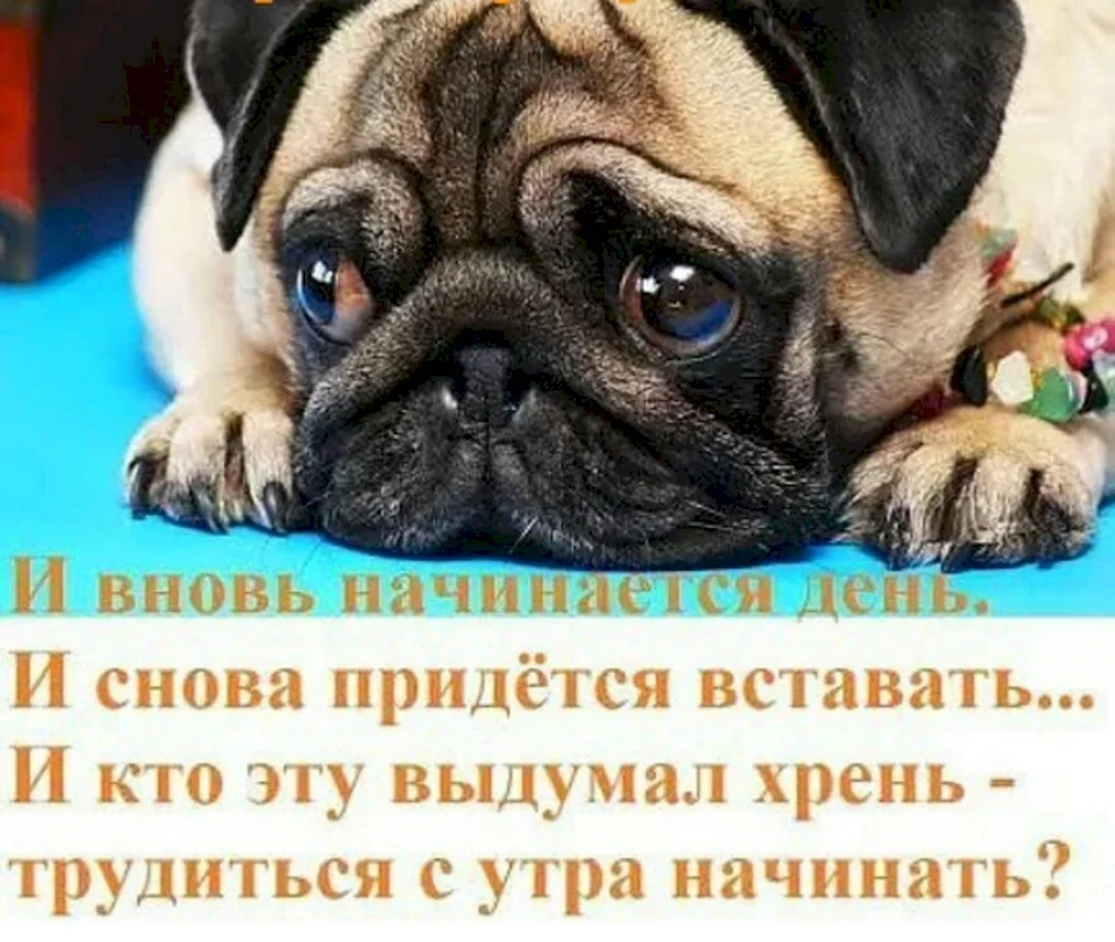 Доброе утро мопсик