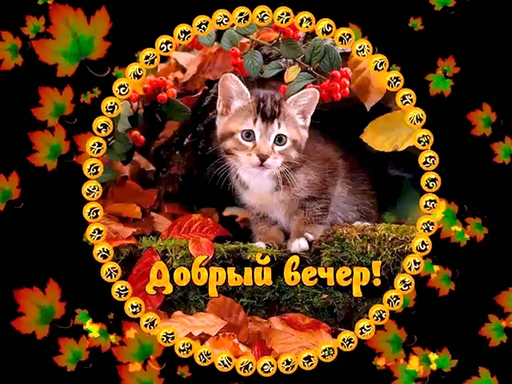 Добрый вечер