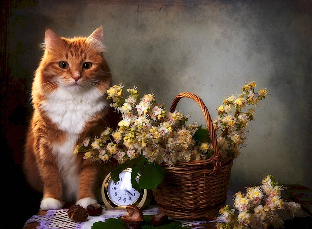 Добрый вечер кот