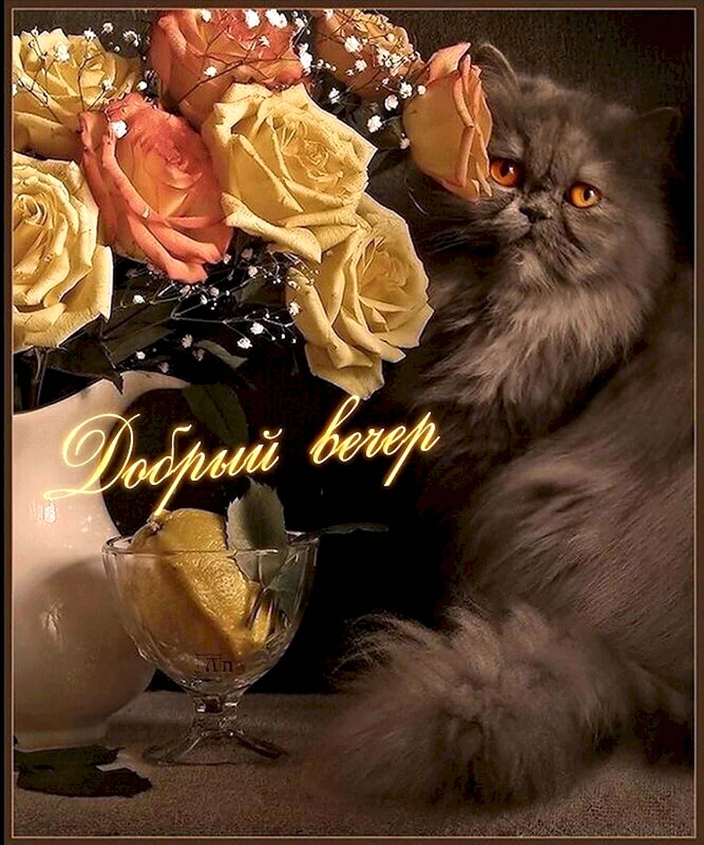 Добрый вечер кот