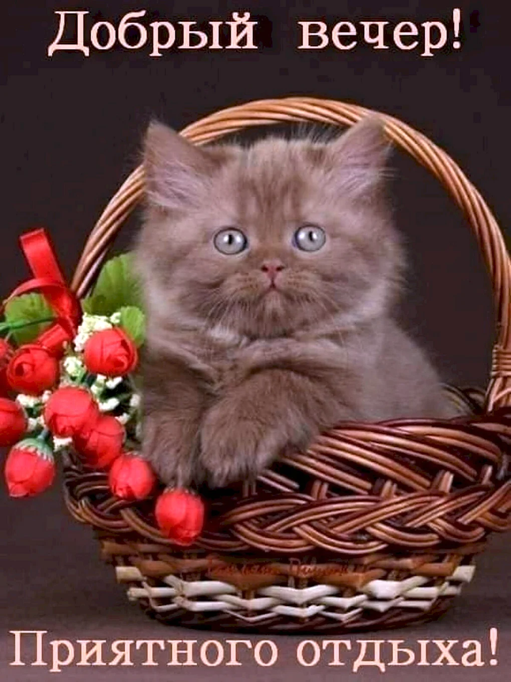 Добрый вечер с котятами