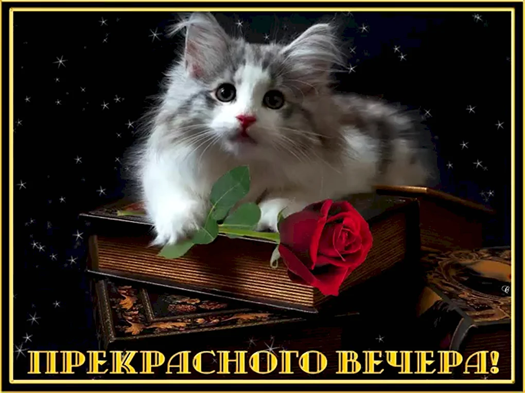 Добрый вечер с котиками