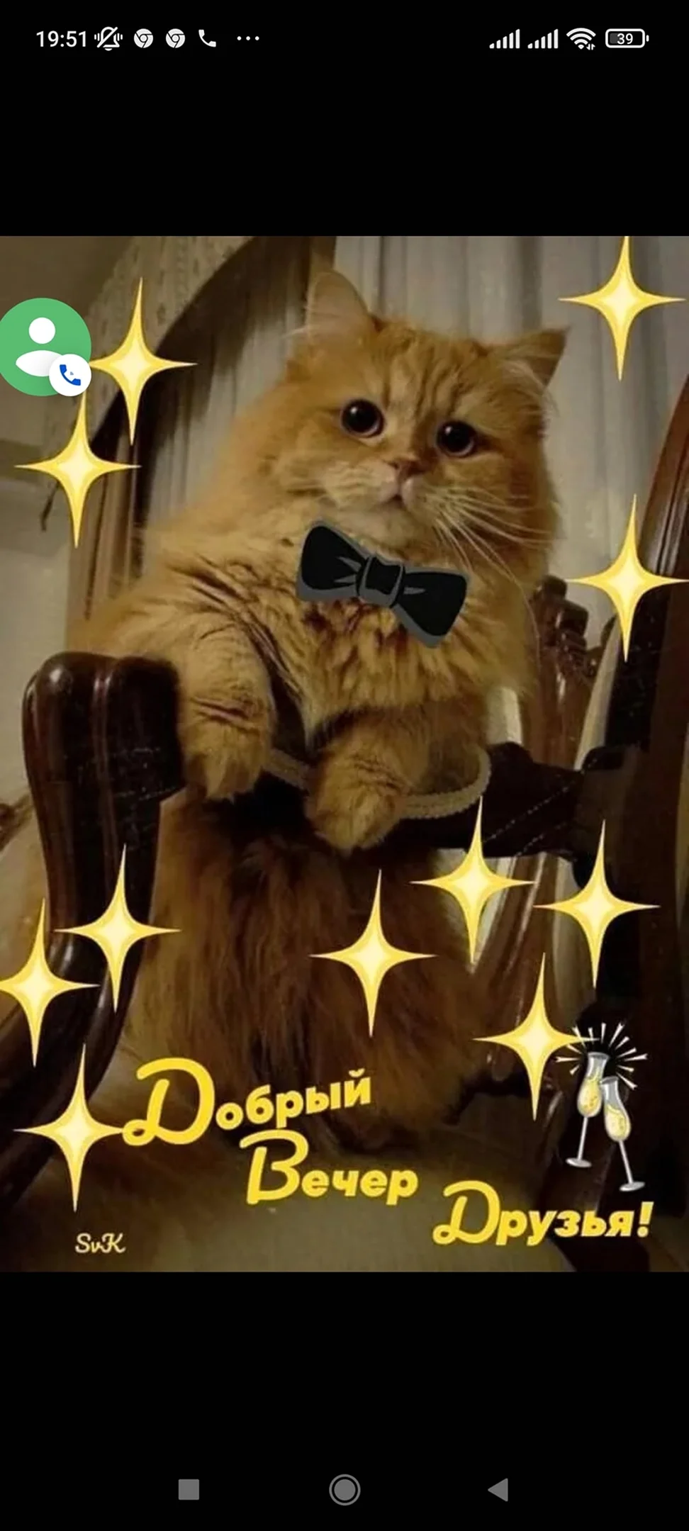 Добрый вечер с котиками