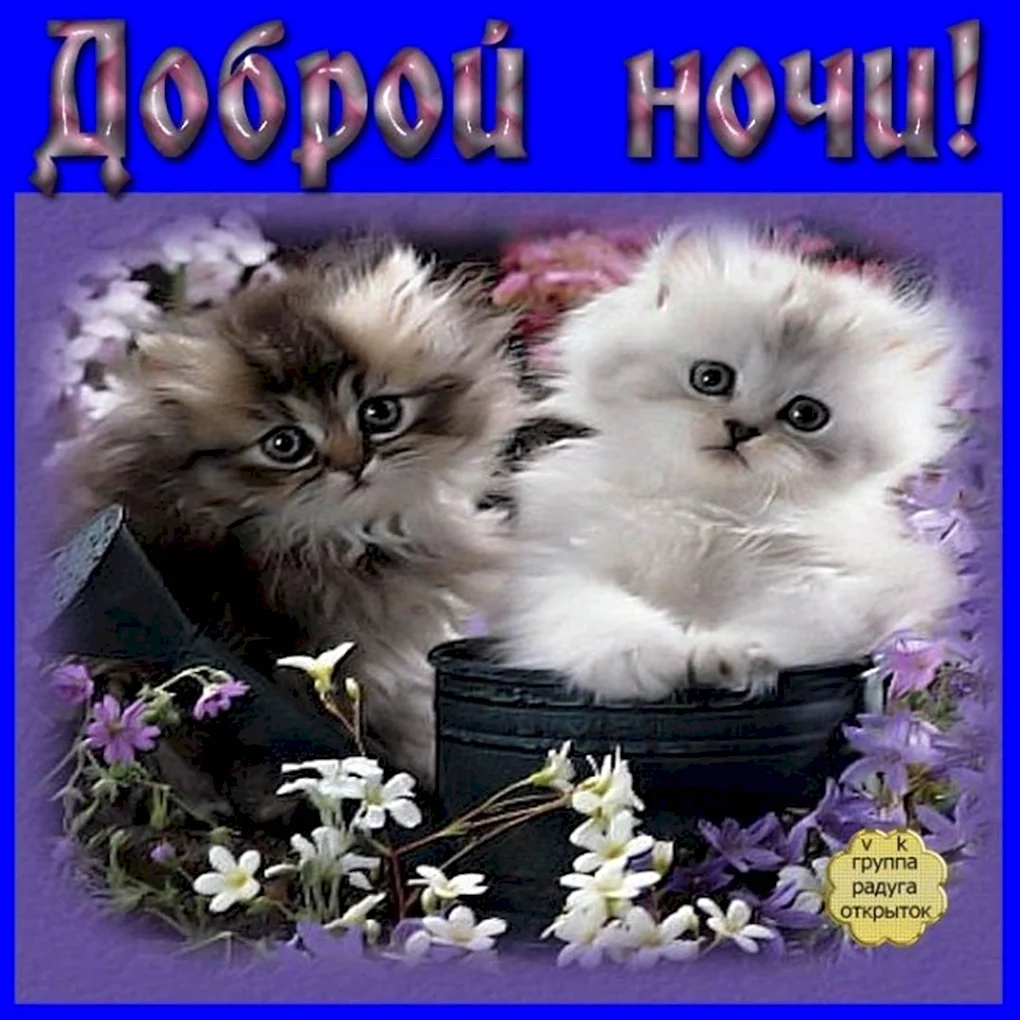 Добрый вечер животные