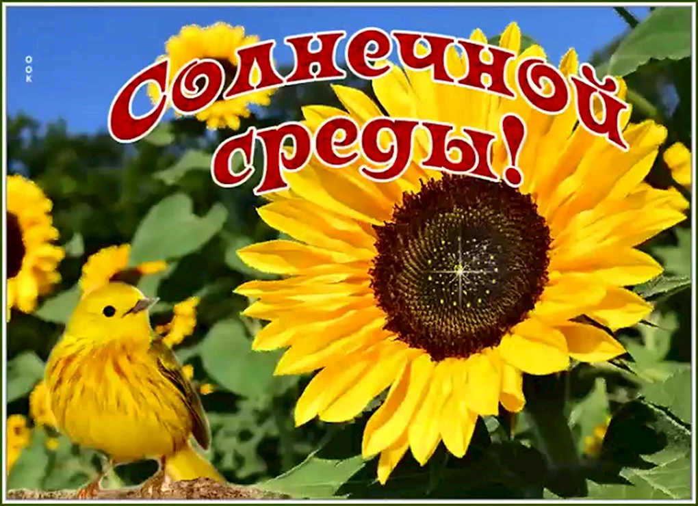 Яркий Солнечный день