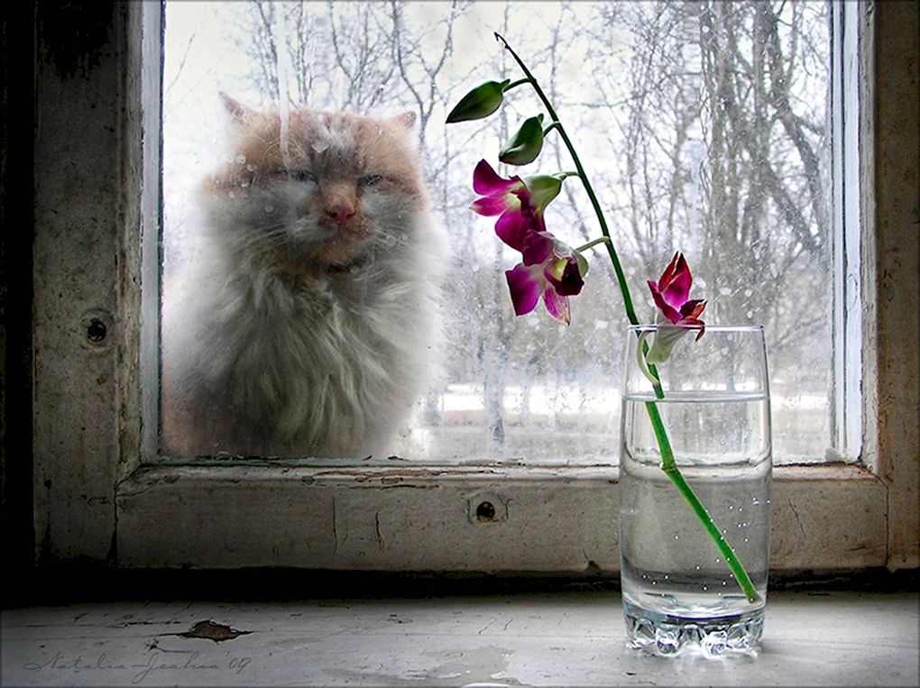 Кот на окне