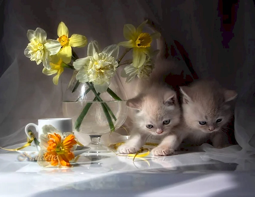 Котенок в цветах