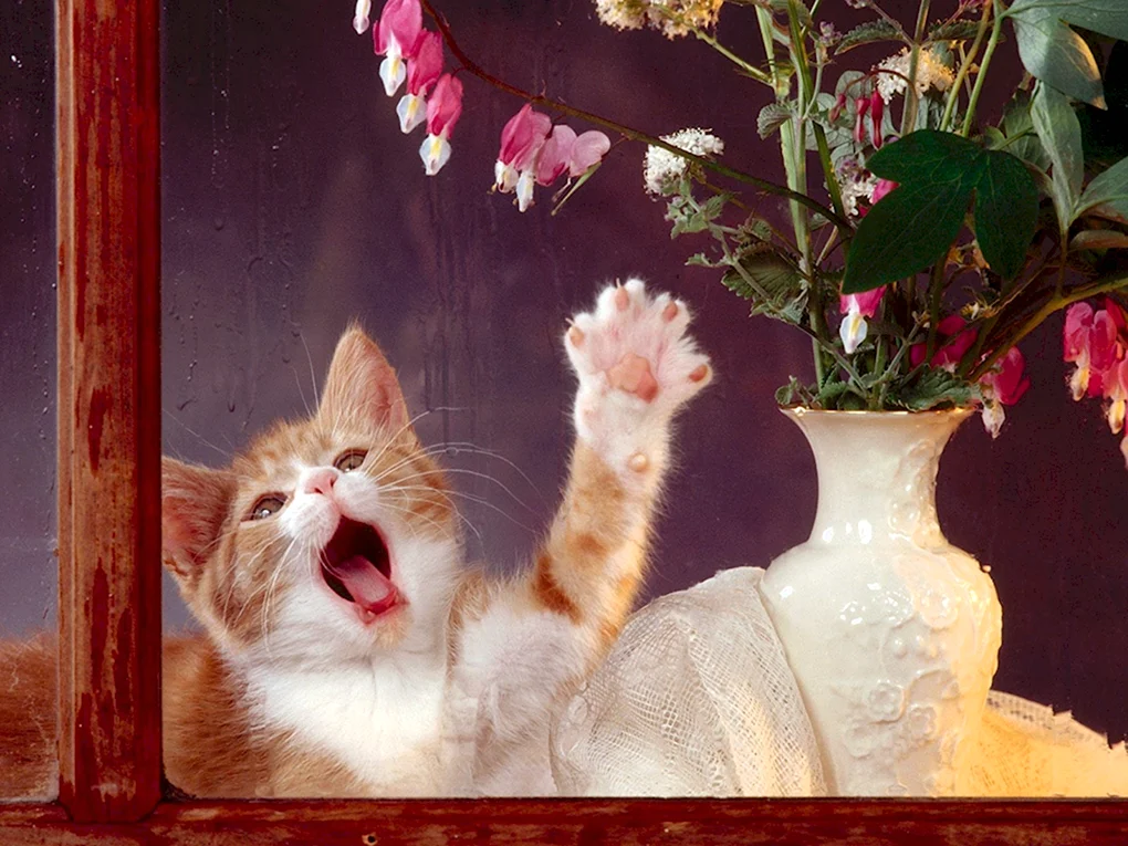 Котики и цветы