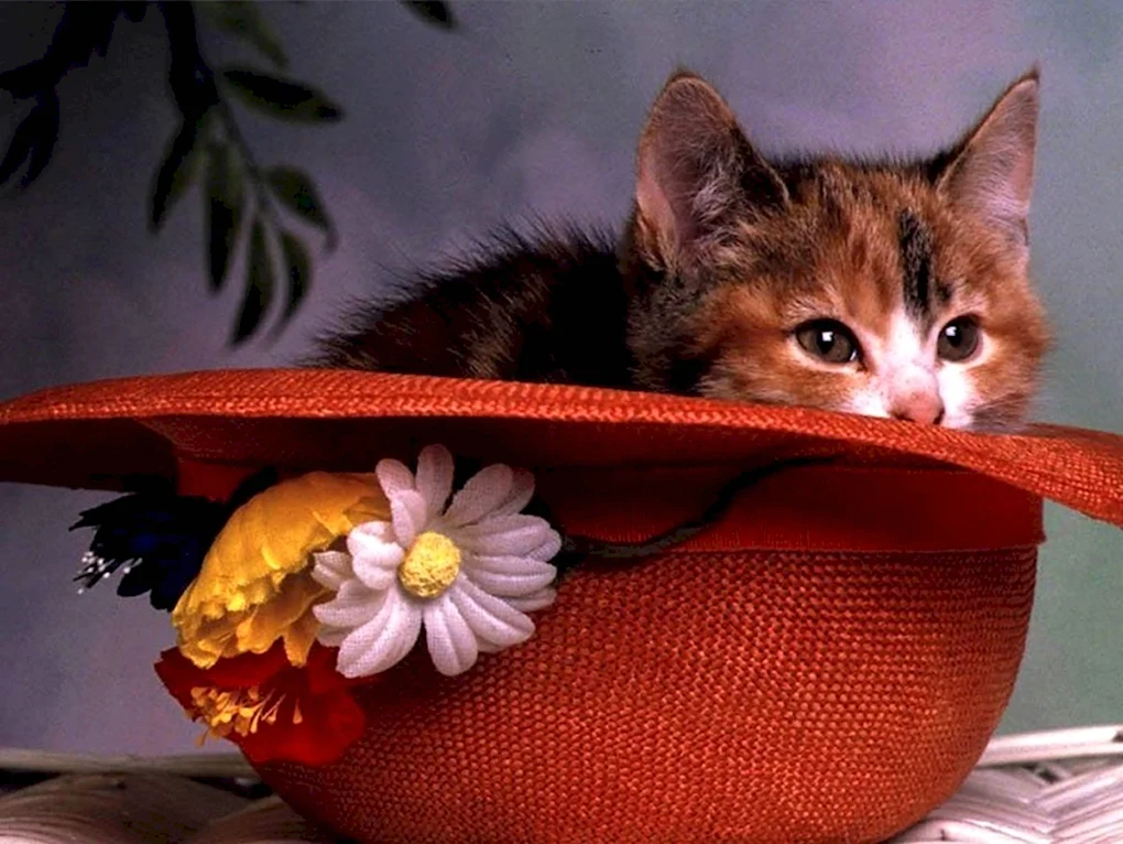 Коты