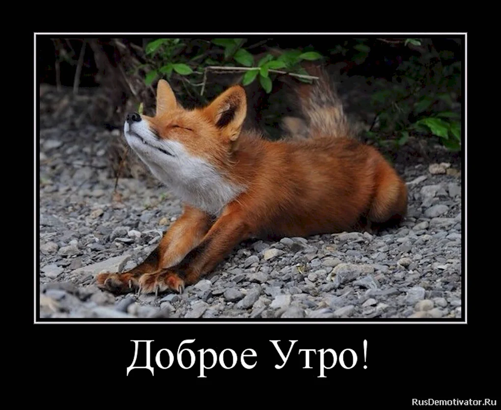 Лиса